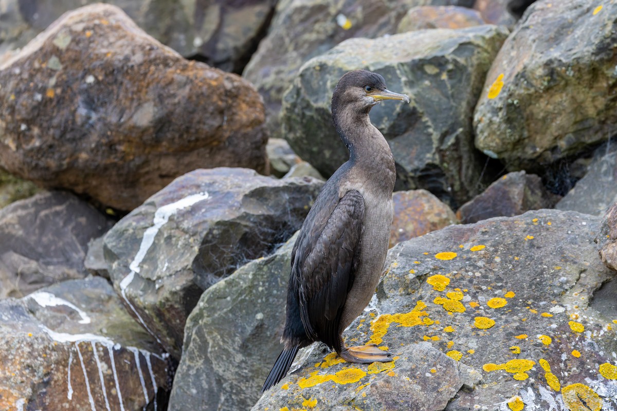 Pitt Island Shag - ML636748992