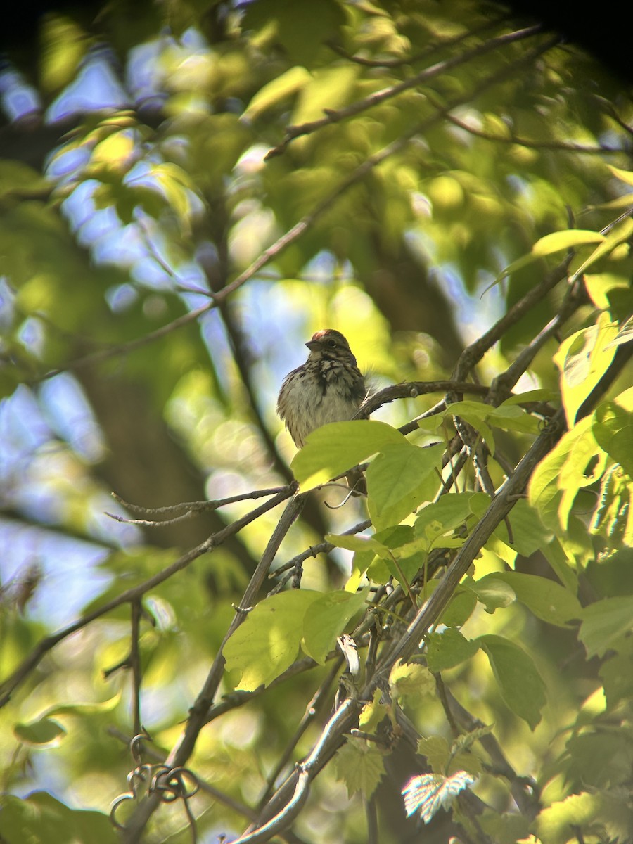 Song Sparrow - ML636749013