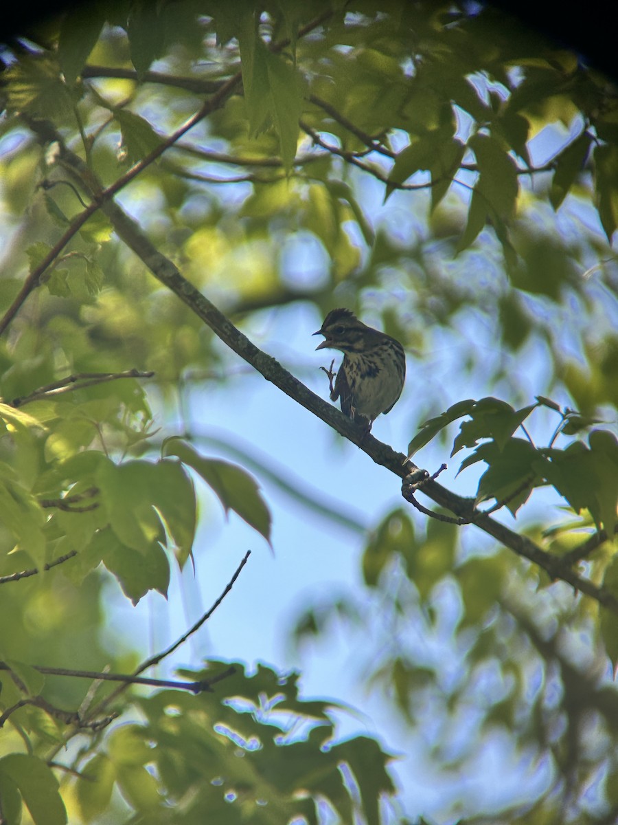 Song Sparrow - ML636749014