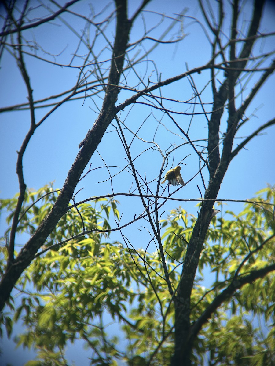 Northern Yellow Warbler - ML636749020