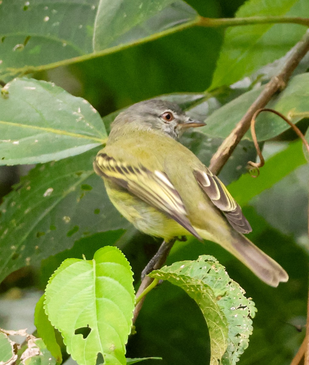 White-fronted Tyrannulet - ML636749054