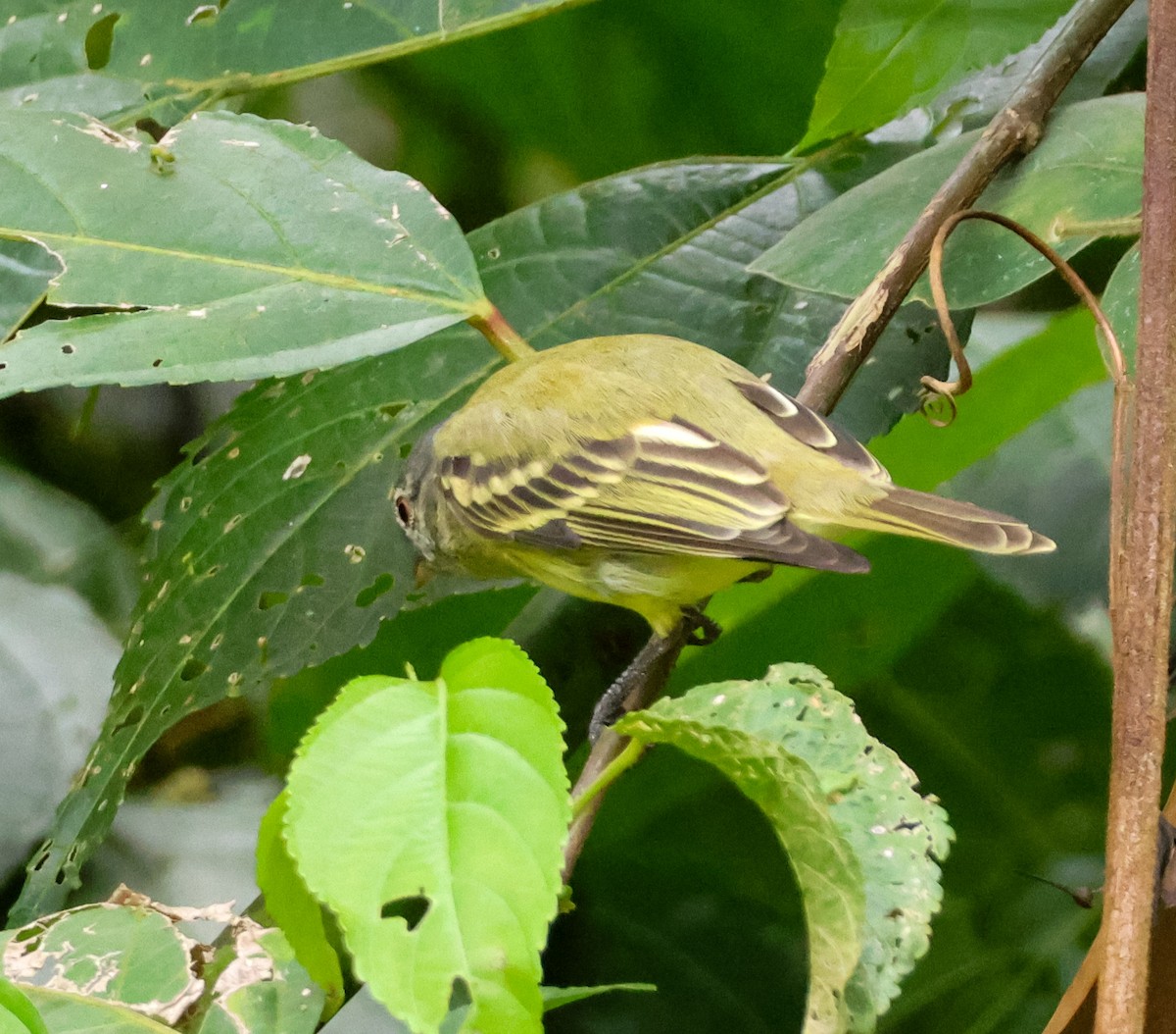 White-fronted Tyrannulet - ML636749055