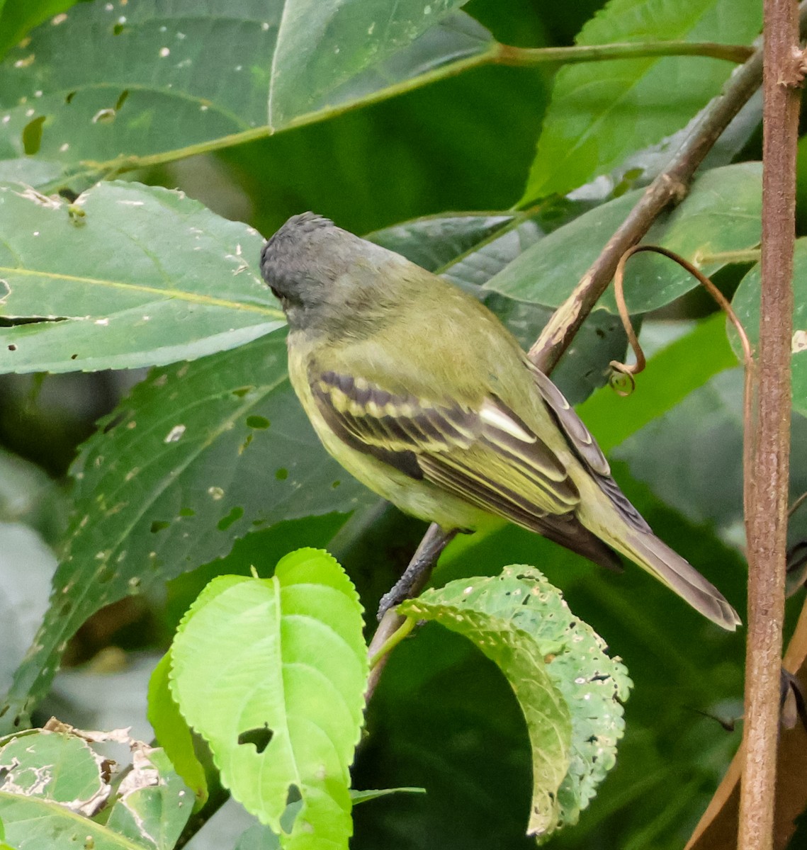 White-fronted Tyrannulet - ML636749056