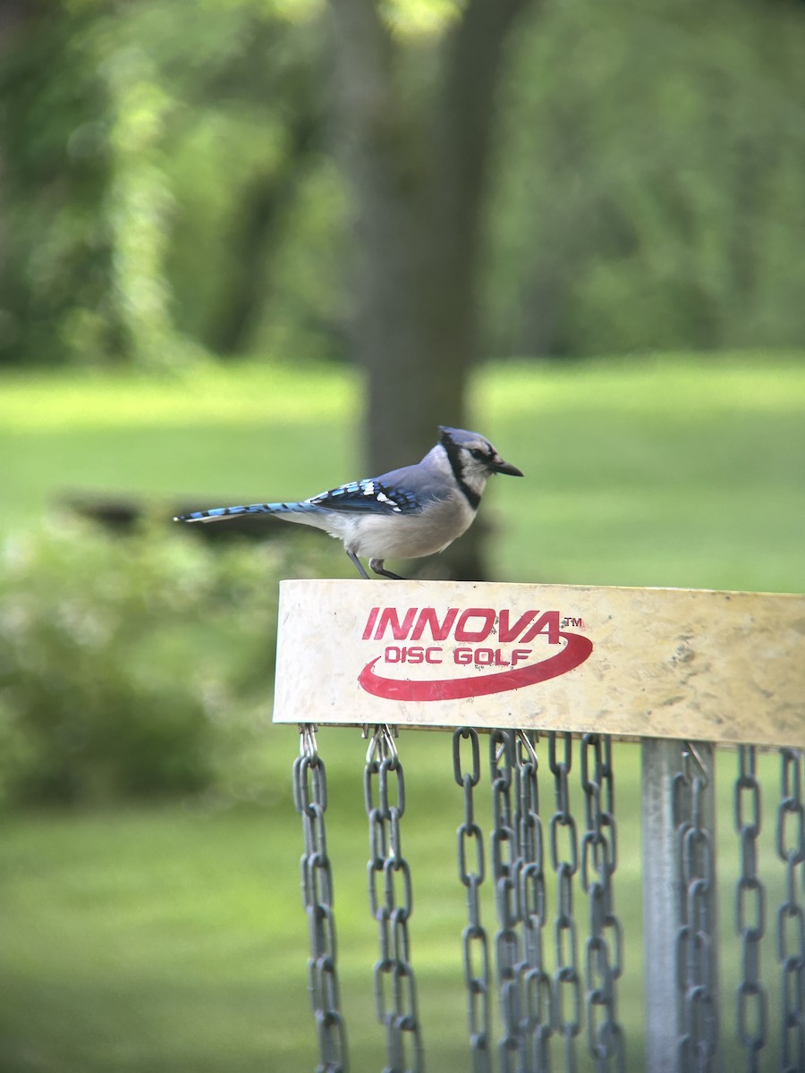 Blue Jay - ML636749088