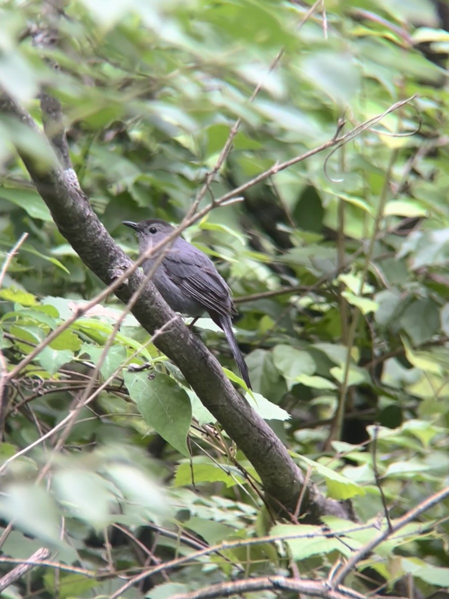 Gray Catbird - ML636749101