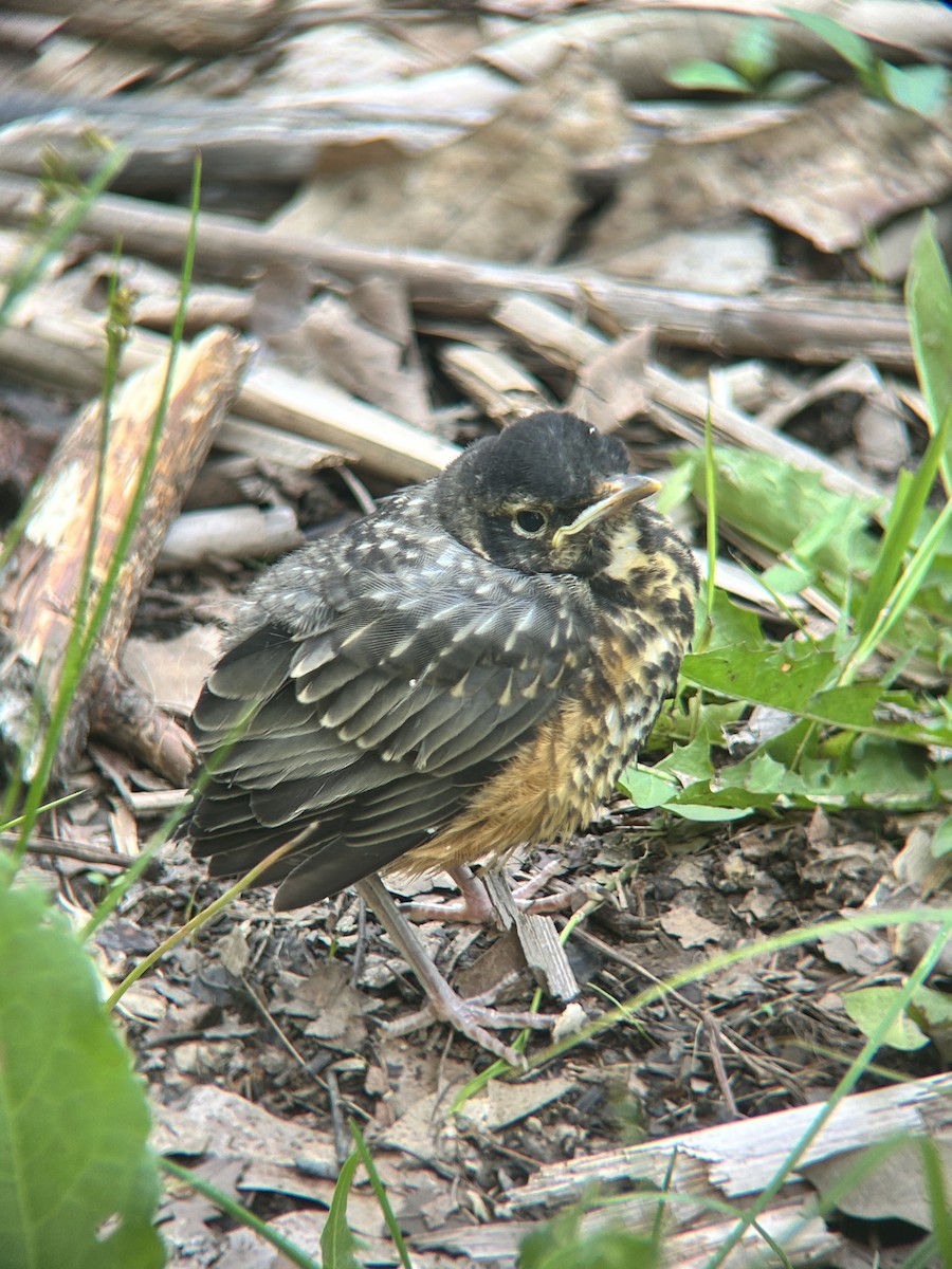 American Robin - ML636749105