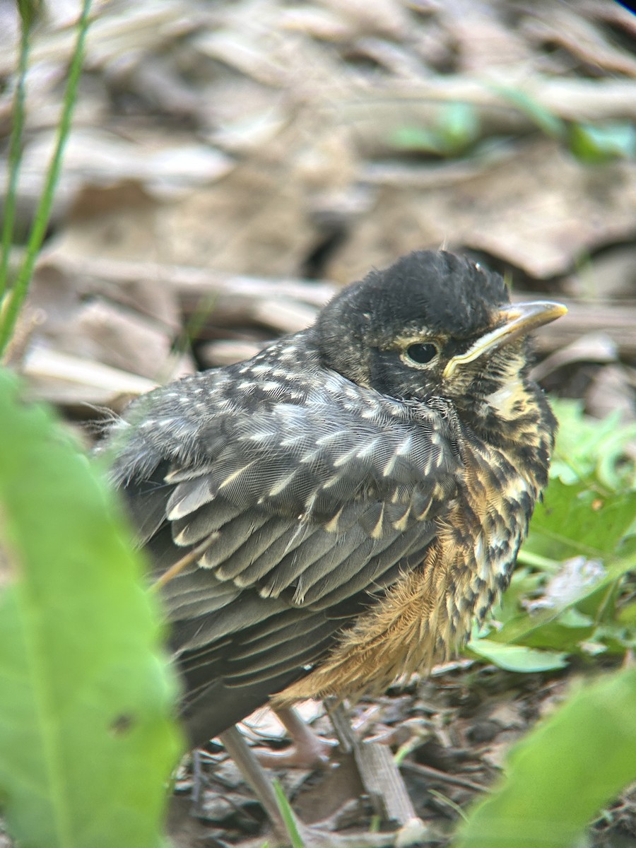 American Robin - ML636749106