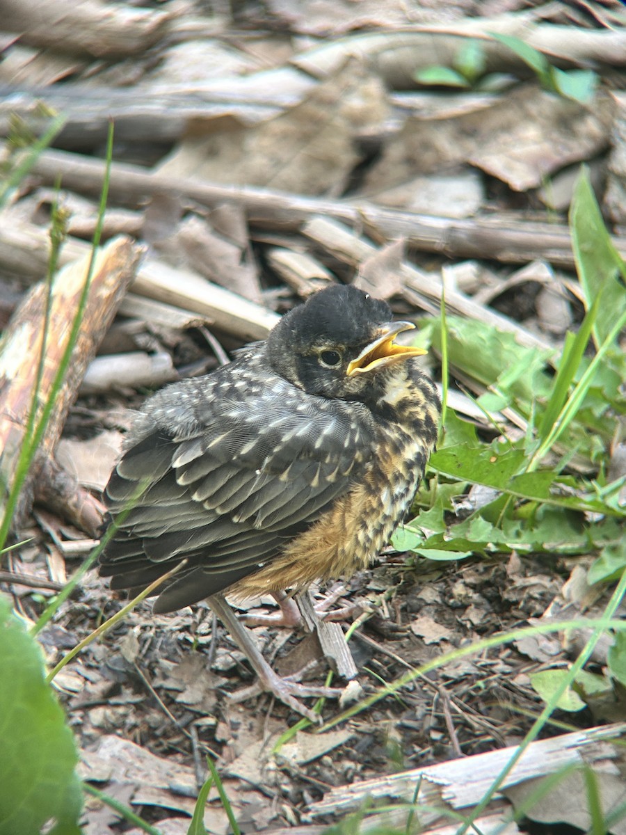American Robin - ML636749107