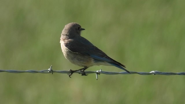 Mountain Bluebird - ML636749115