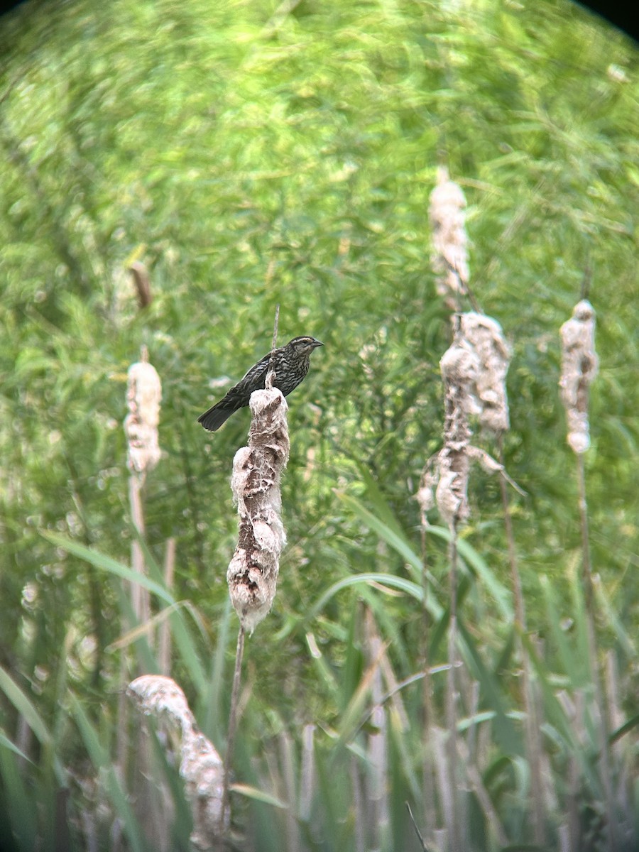 Red-winged Blackbird - ML636749116