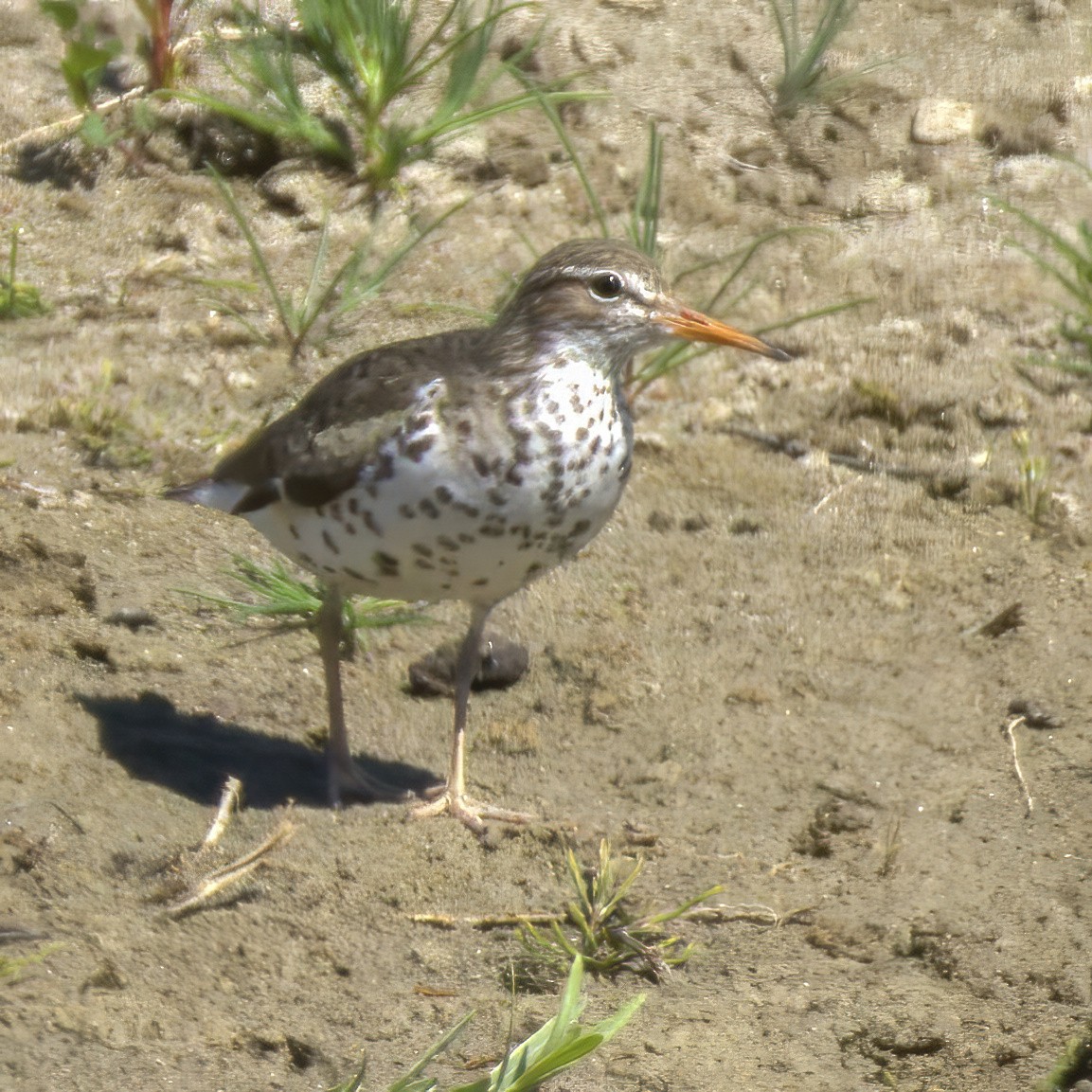 ביצנית נקודה - ML636749135