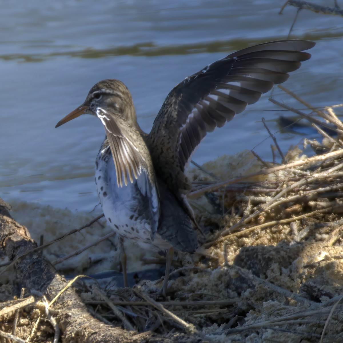 ביצנית נקודה - ML636749136