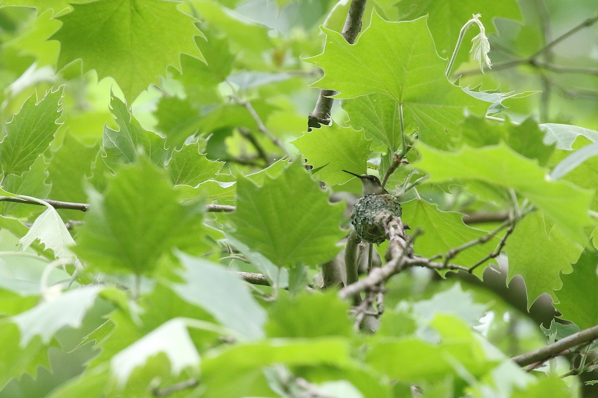 Ruby-throated Hummingbird - ML636749143