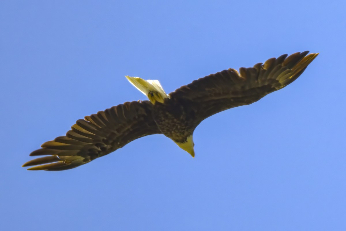 עיטם לבן-ראש - ML636749149