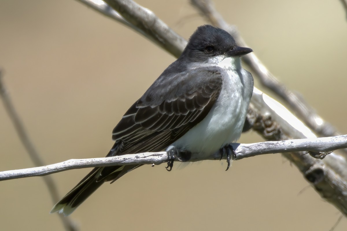 טירן מזרחי - ML636749160