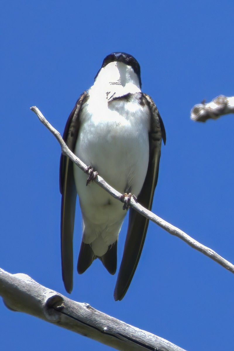 סנונית עצים - ML636749170