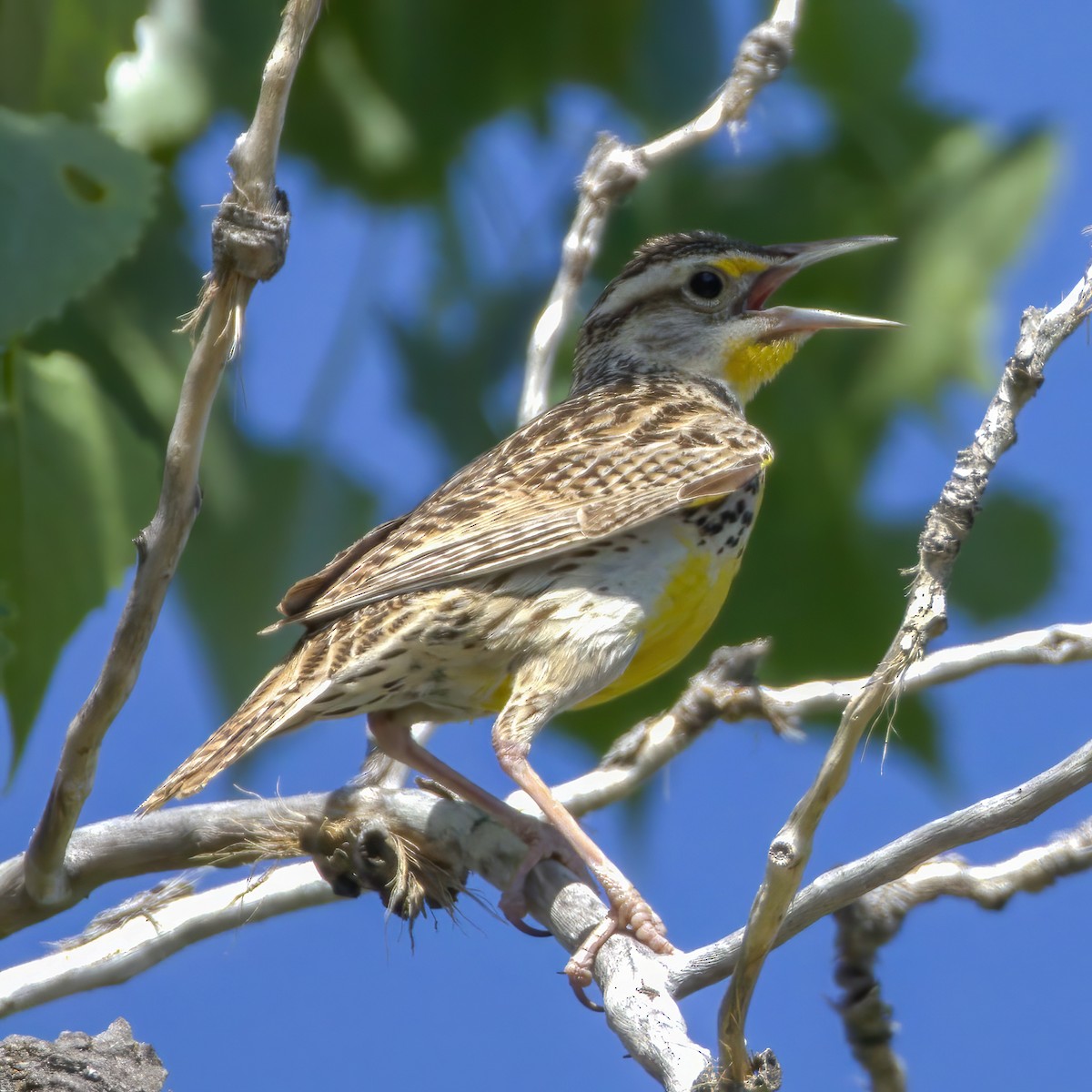 Western Meadowlark - ML636749176