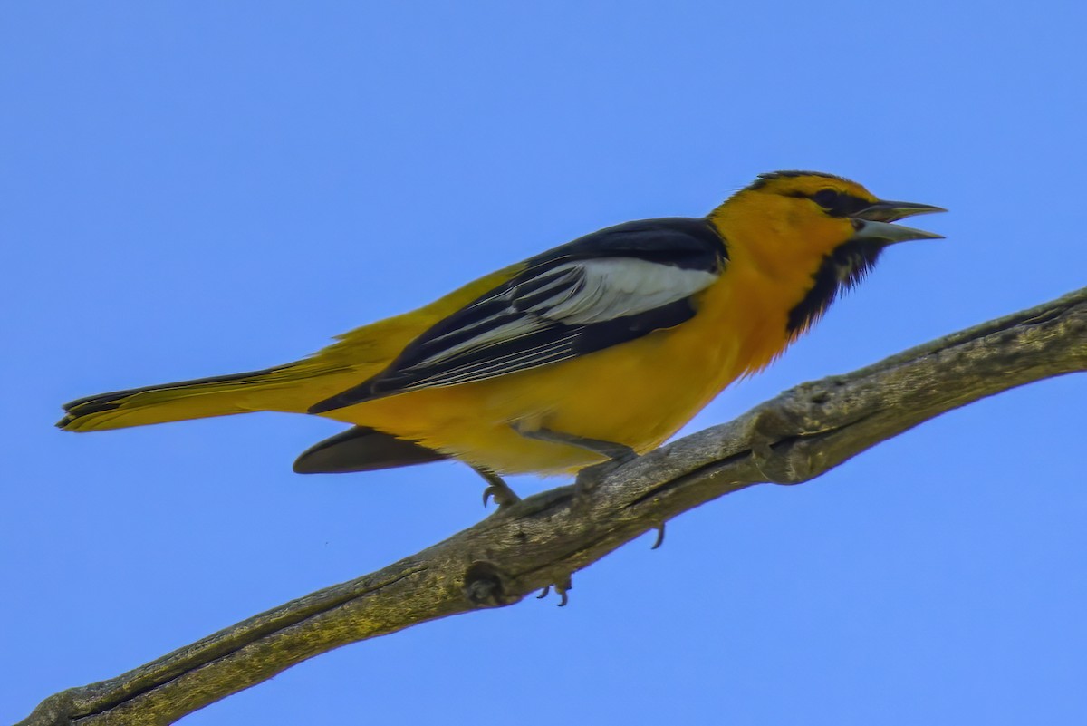 Bullock's Oriole - ML636749182