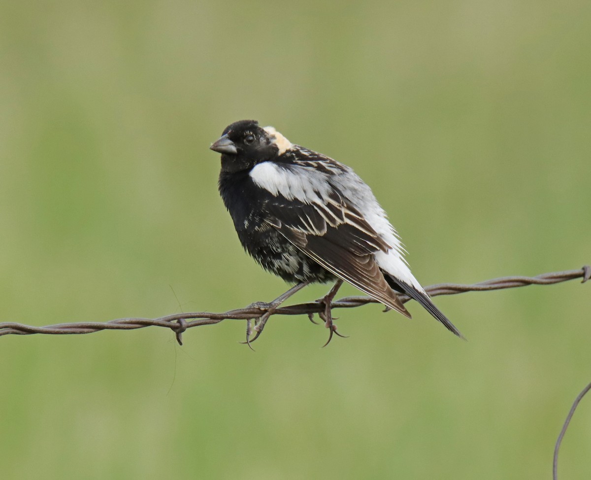 Bobolink - ML636749187