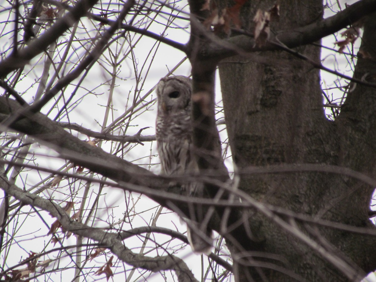 Barred Owl - ML636749199
