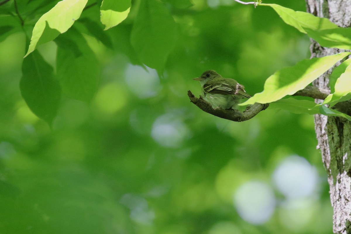 Acadian Flycatcher - ML636749207