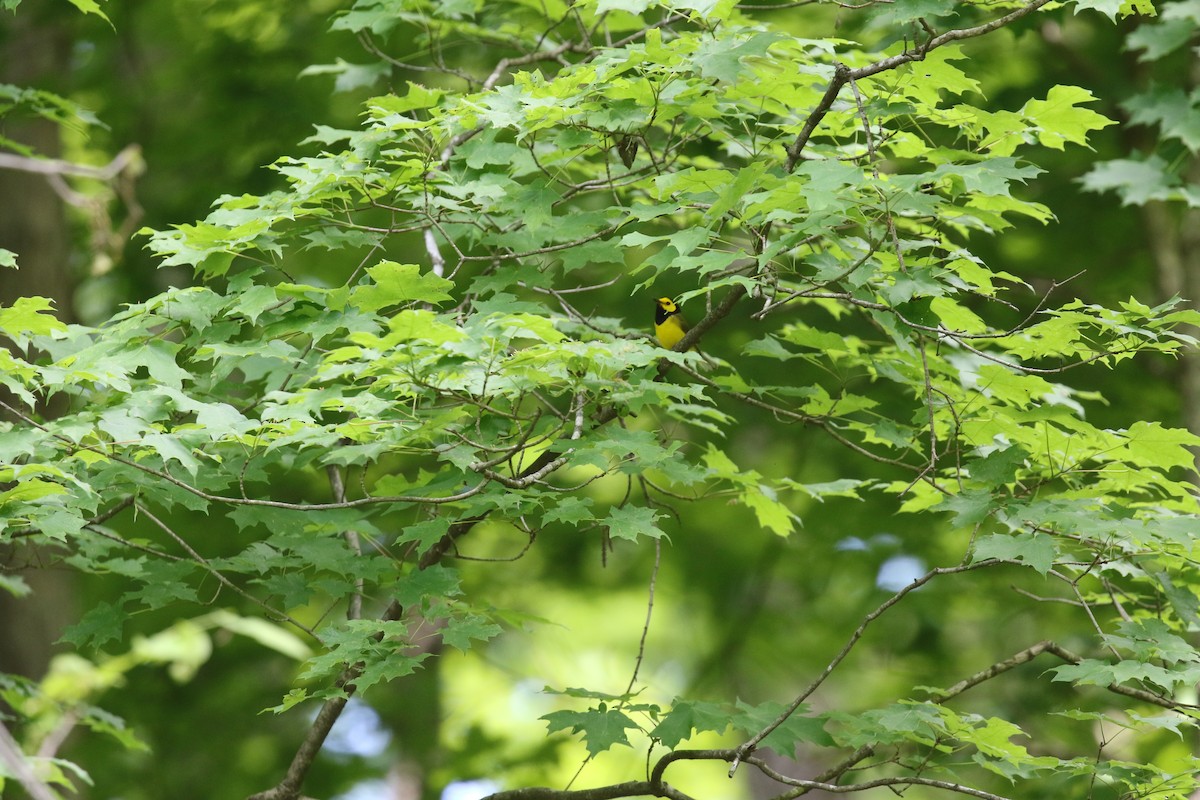 Hooded Warbler - ML636749241