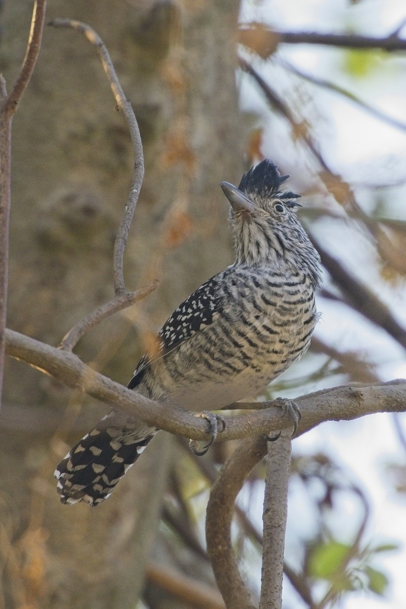Barred Antshrike - ML636749305