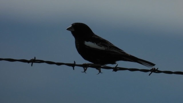 Lark Bunting - ML636749307