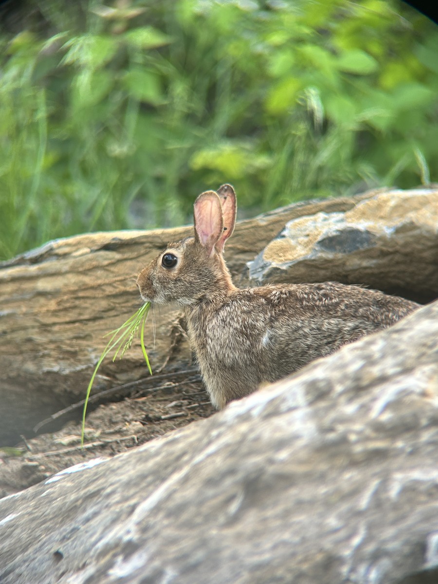Hares and Rabbits - ML636749360