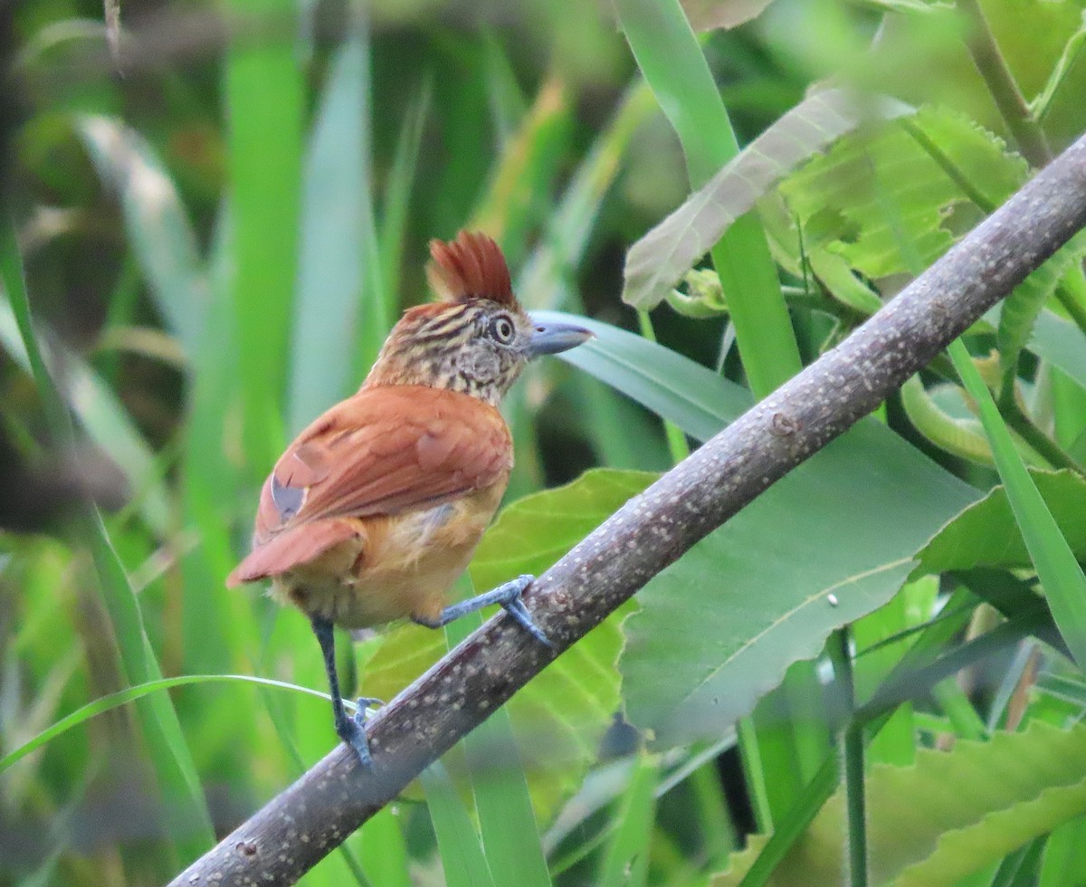 Barred Antshrike - ML636749370