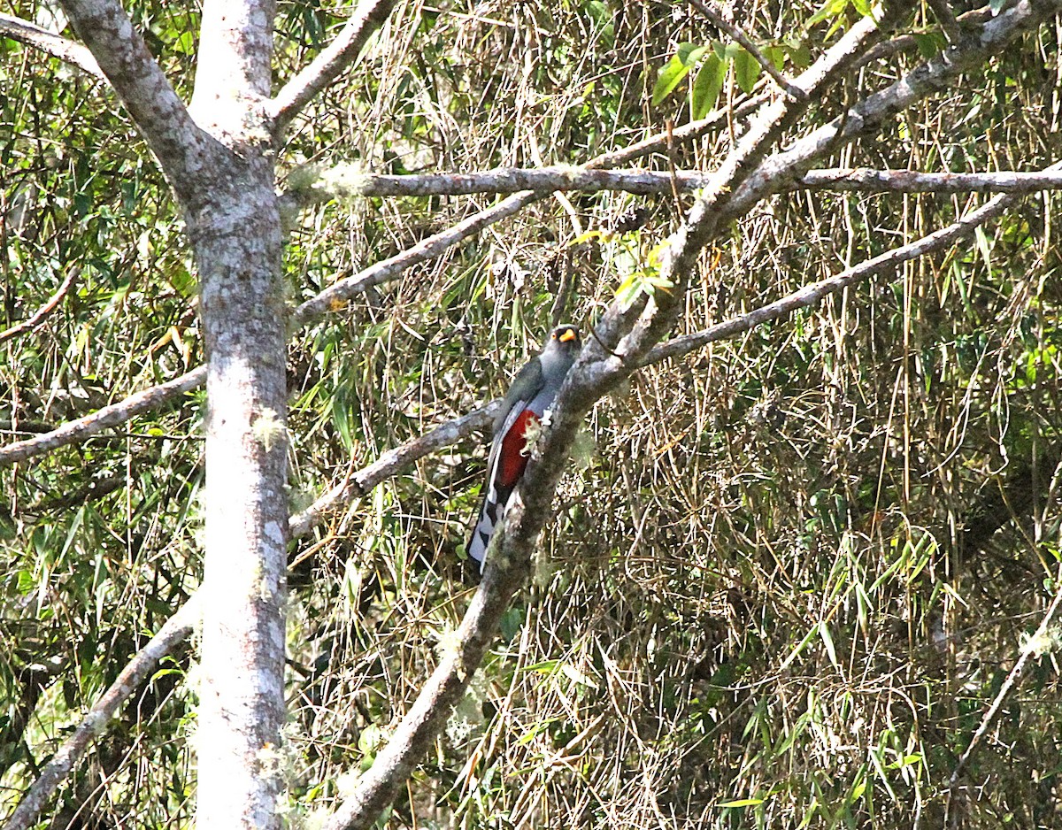 Hispaniolan Trogon - ML636749387