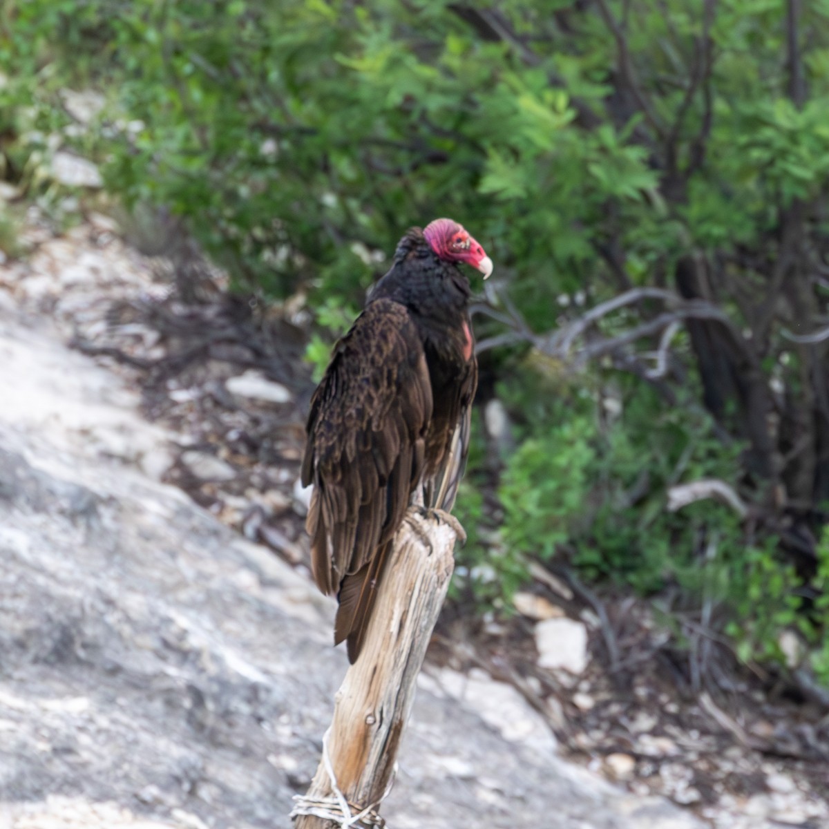Turkey Vulture - ML636749394
