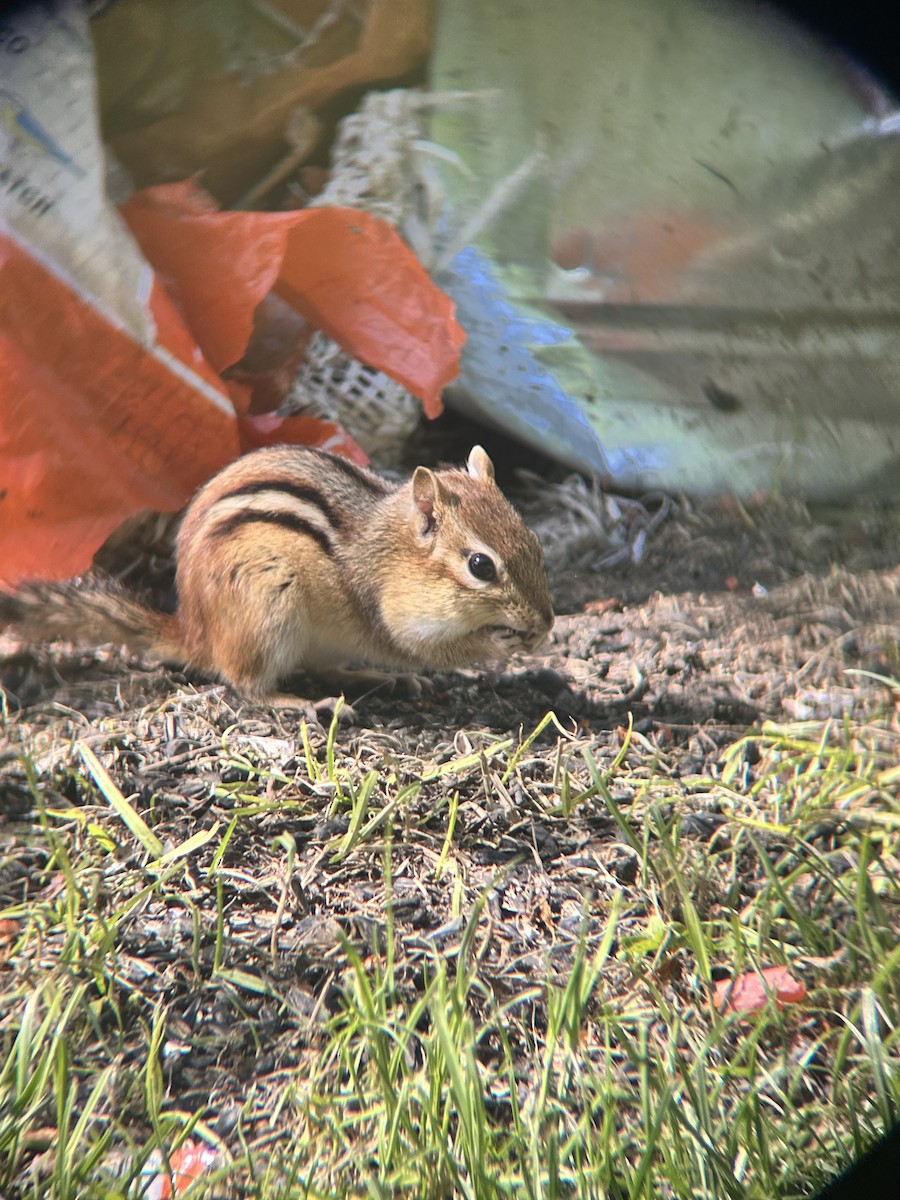 Eastern Chipmunk - ML636749399