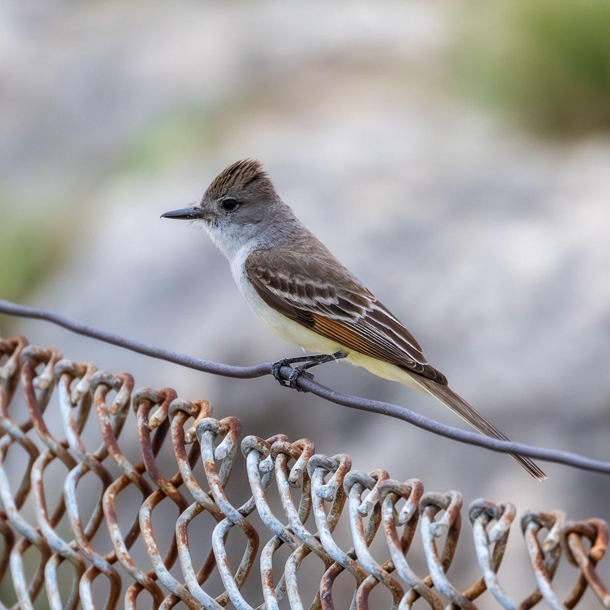 Ash-throated Flycatcher - ML636749412