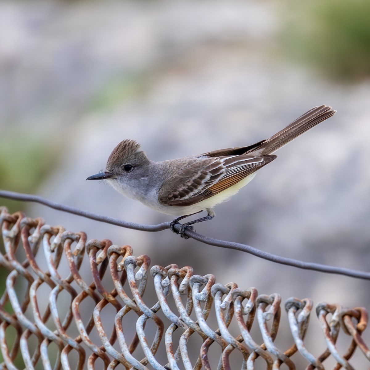 Ash-throated Flycatcher - ML636749413