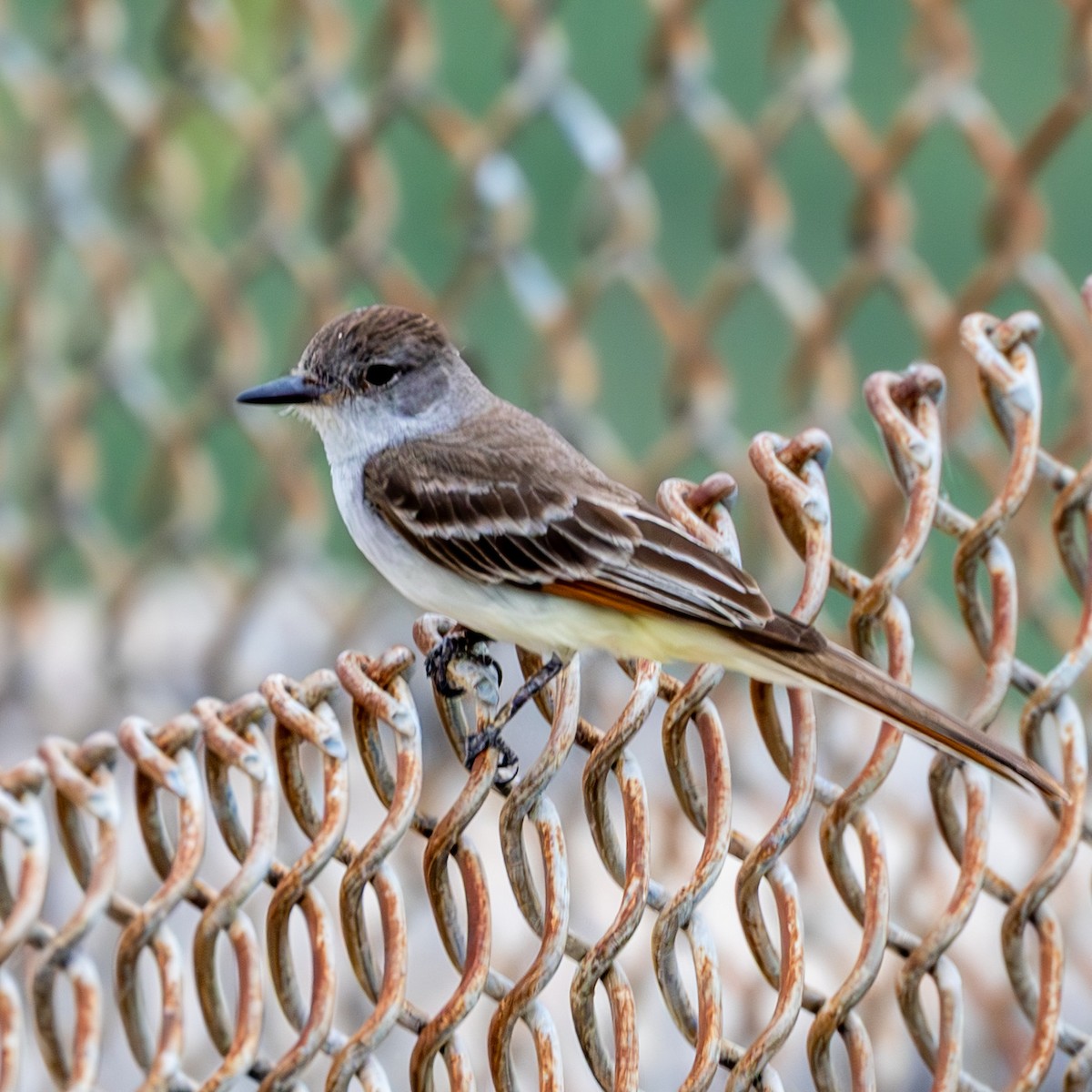 Ash-throated Flycatcher - ML636749414