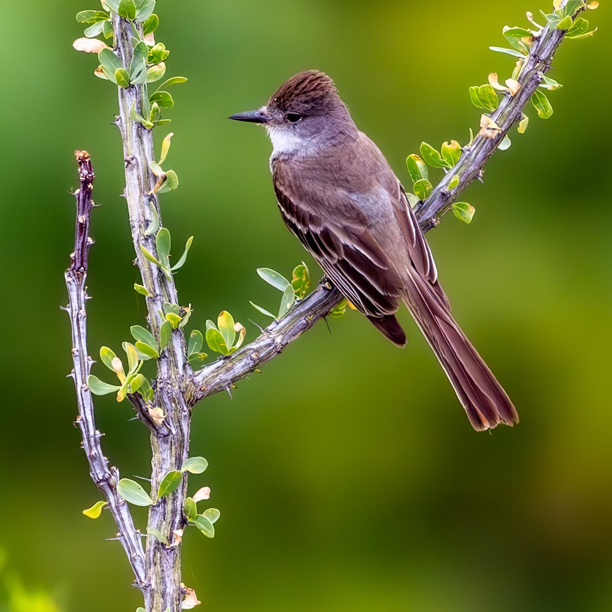 Ash-throated Flycatcher - ML636749415