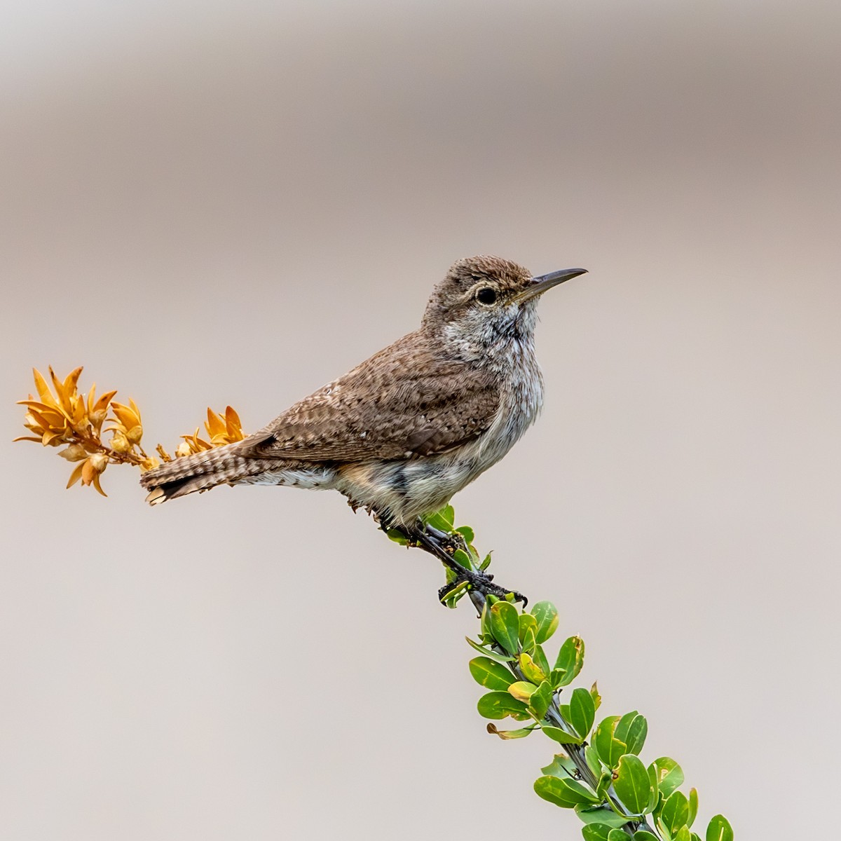 Rock Wren - ML636749421