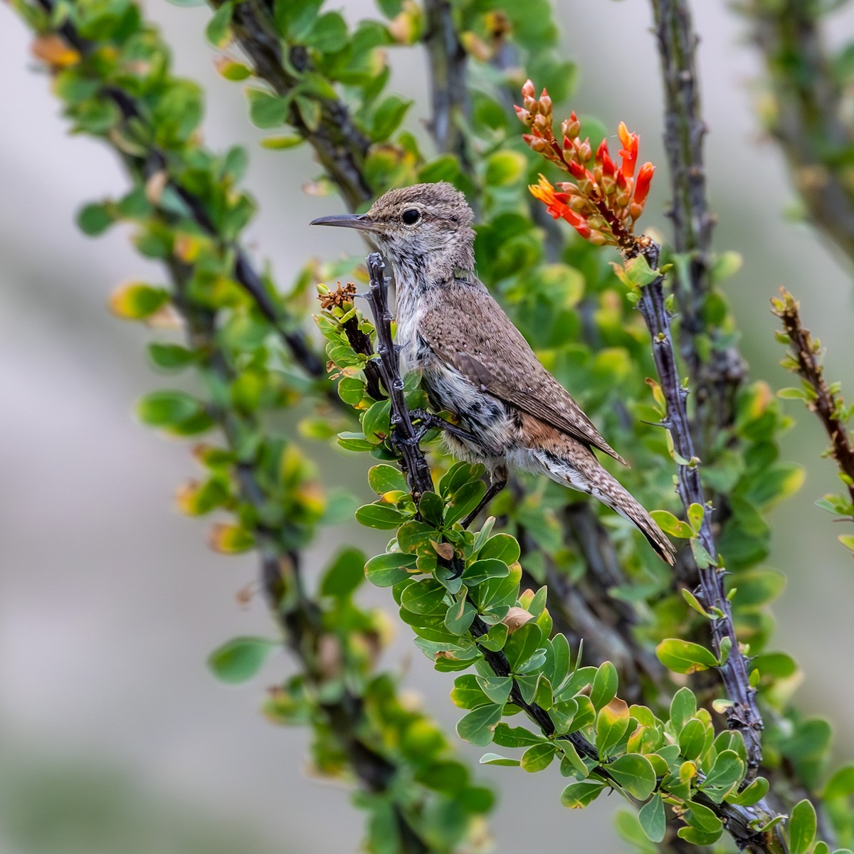 Rock Wren - ML636749422