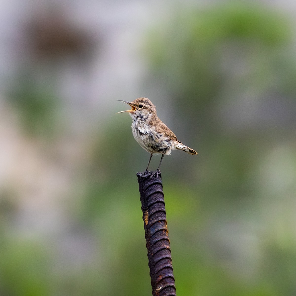 Rock Wren - ML636749423
