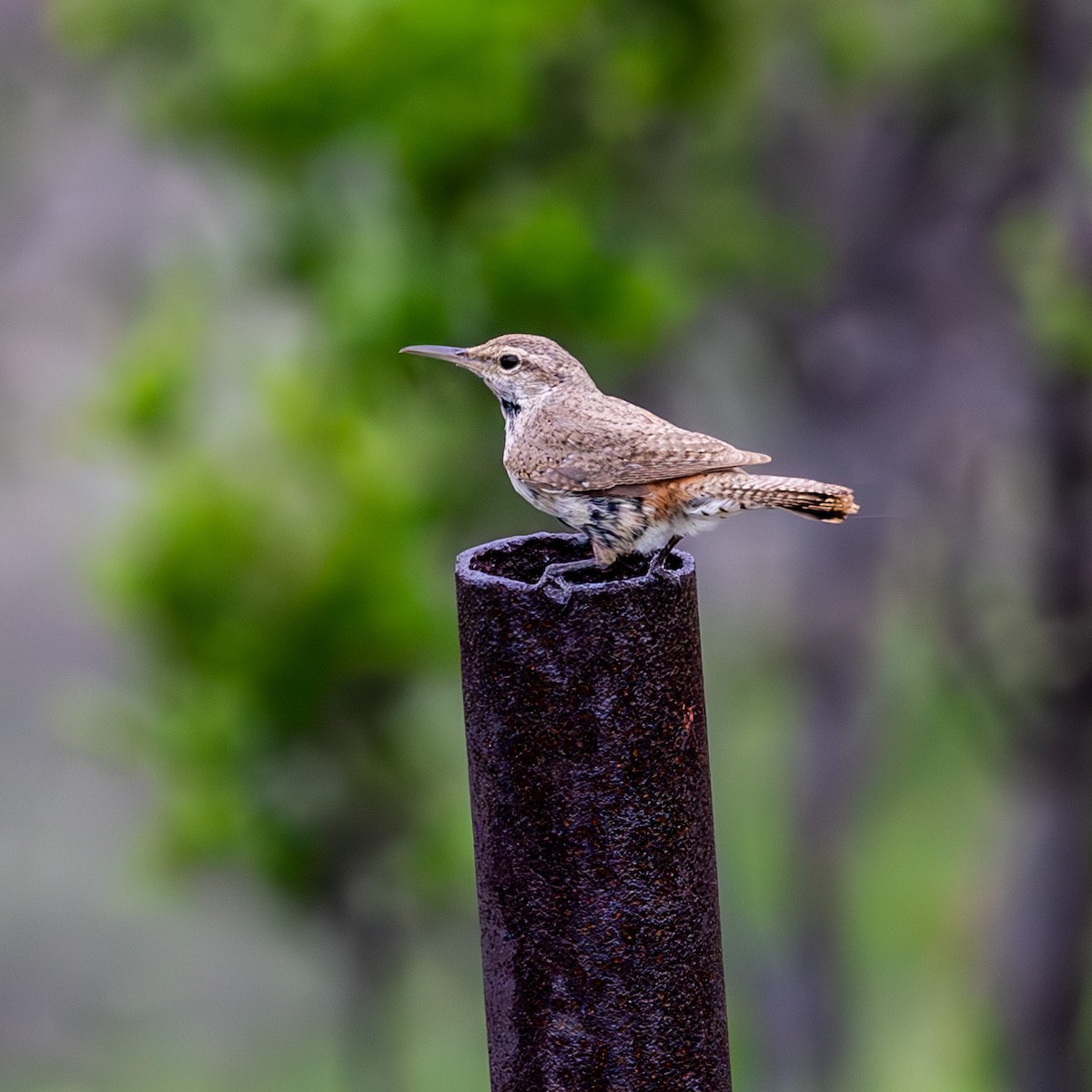 Rock Wren - ML636749424