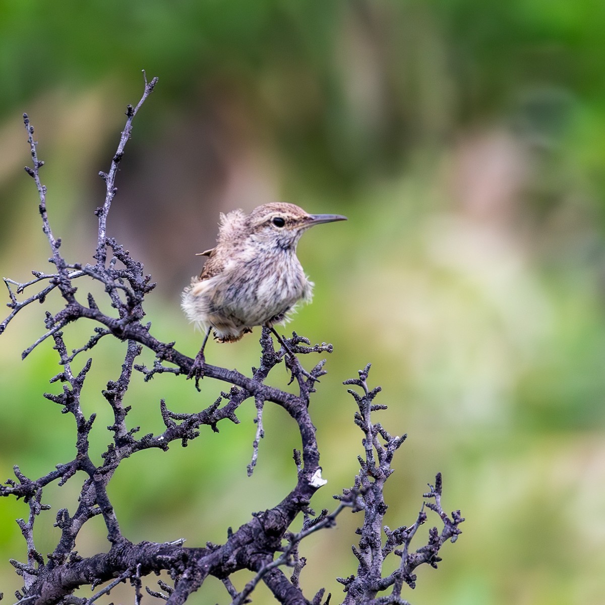 Rock Wren - ML636749425