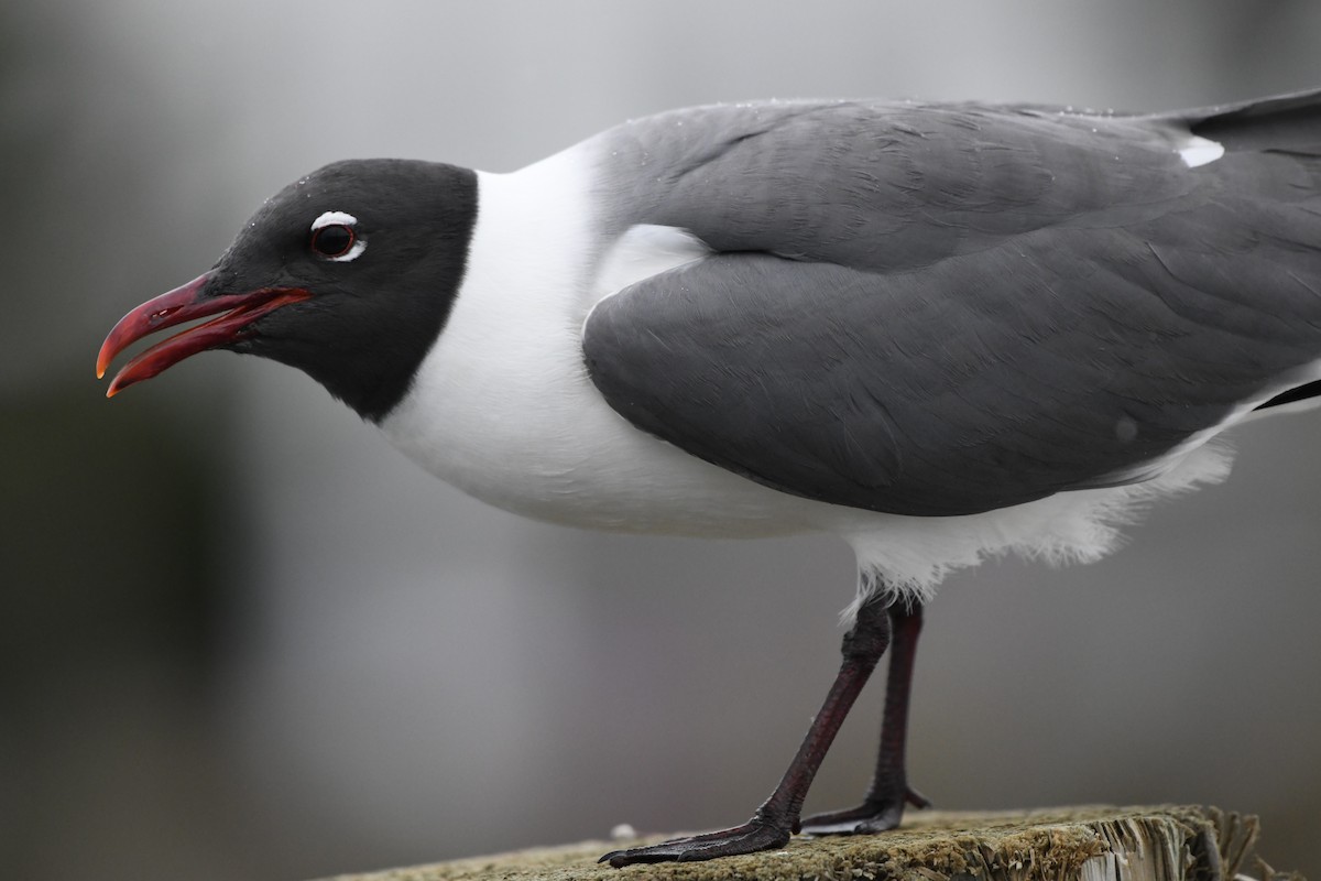 Laughing Gull - ML636749432