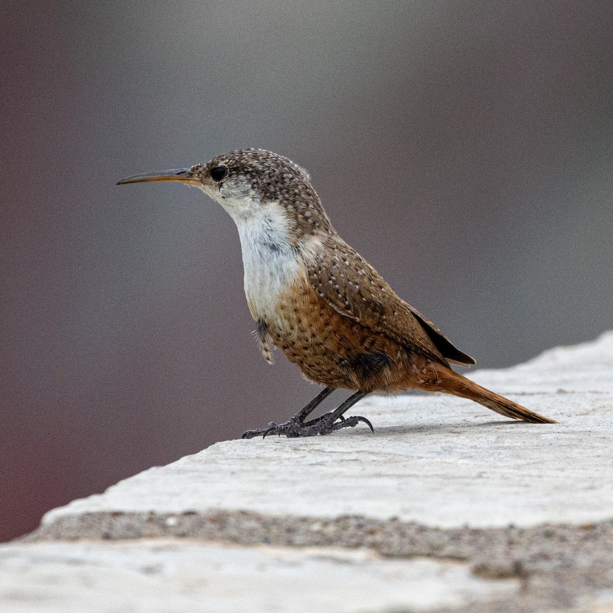 Canyon Wren - ML636749448