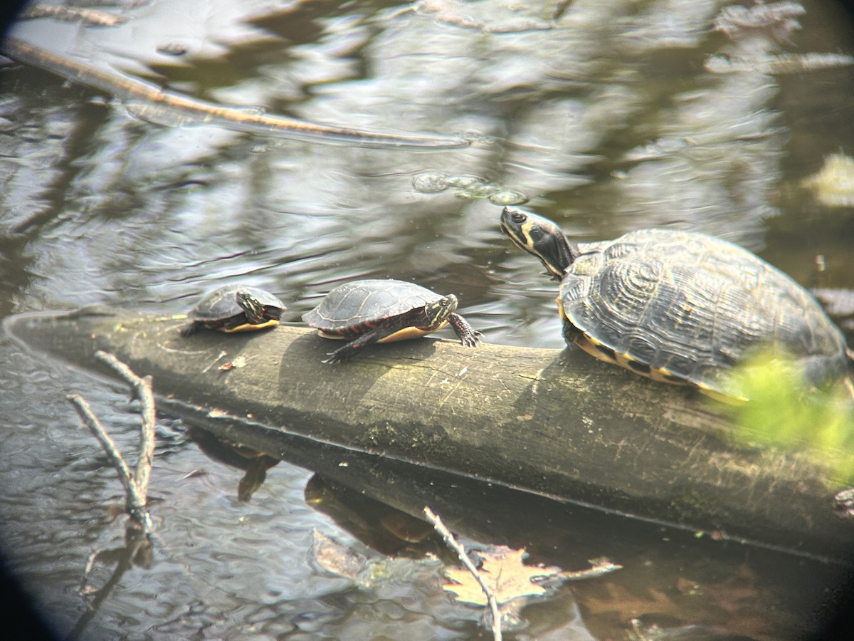 Eastern Painted Turtle - ML636749553