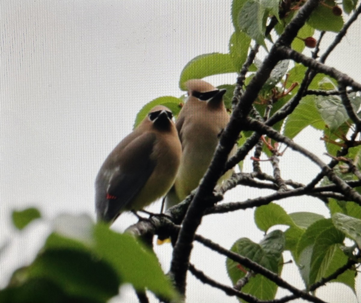 Cedar Waxwing - ML636749556