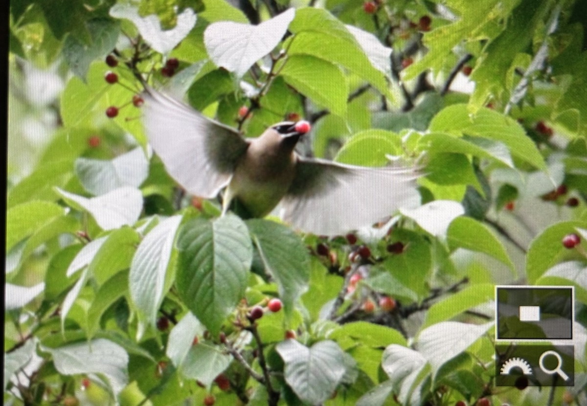Cedar Waxwing - ML636749557