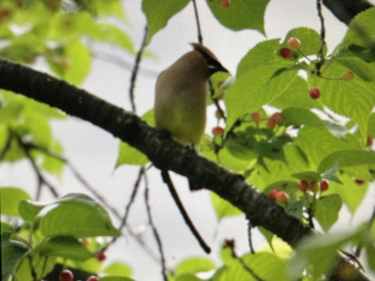 Cedar Waxwing - ML636749558