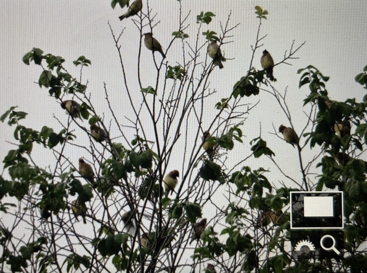Cedar Waxwing - ML636749559