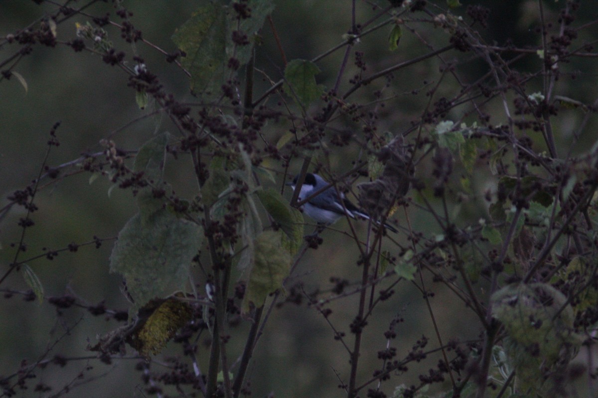 Tropical Gnatcatcher - ML636749616